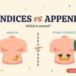 Appendices vs Appendixes Which is Correct and Usage?